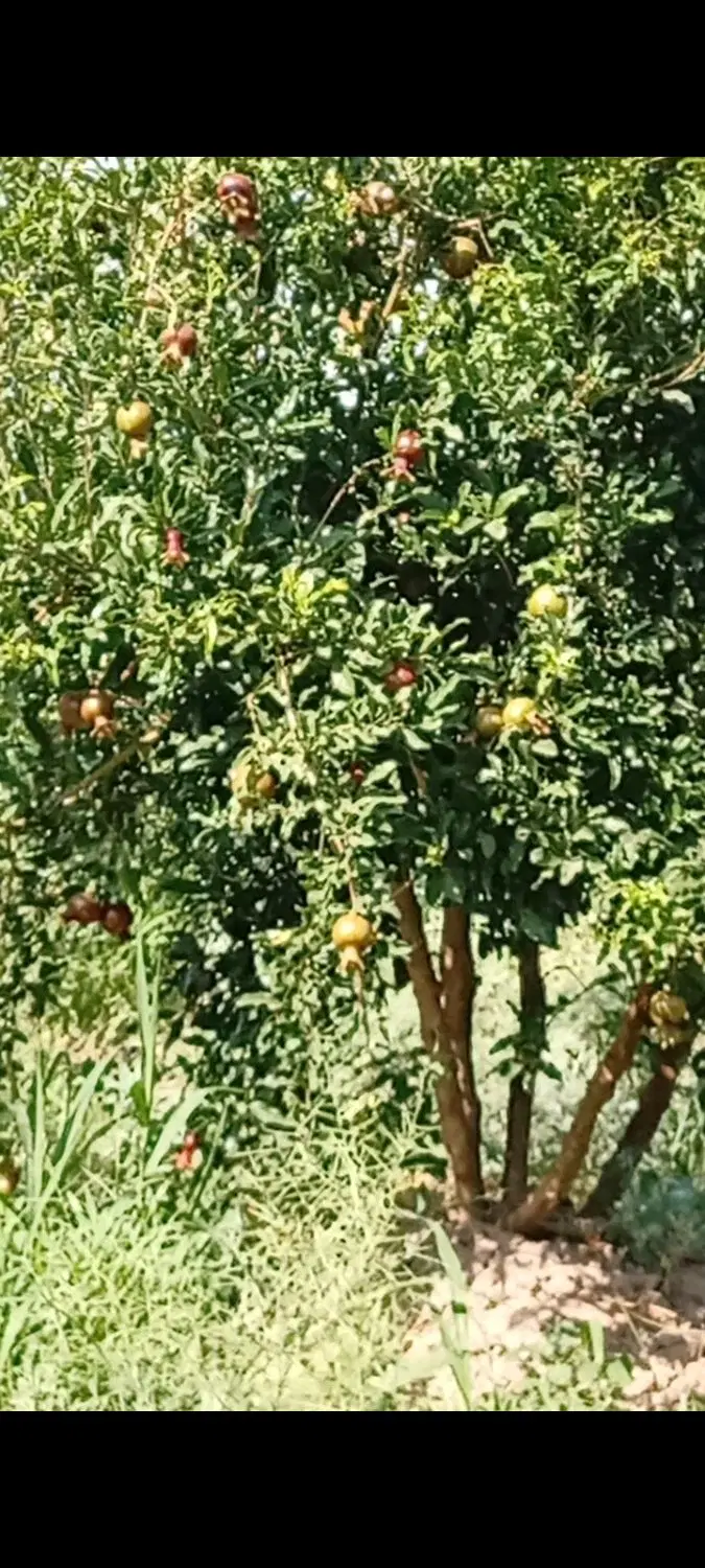 باغ انار