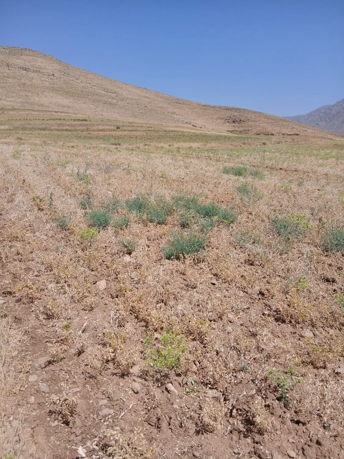 فروش زمین باغی دیم