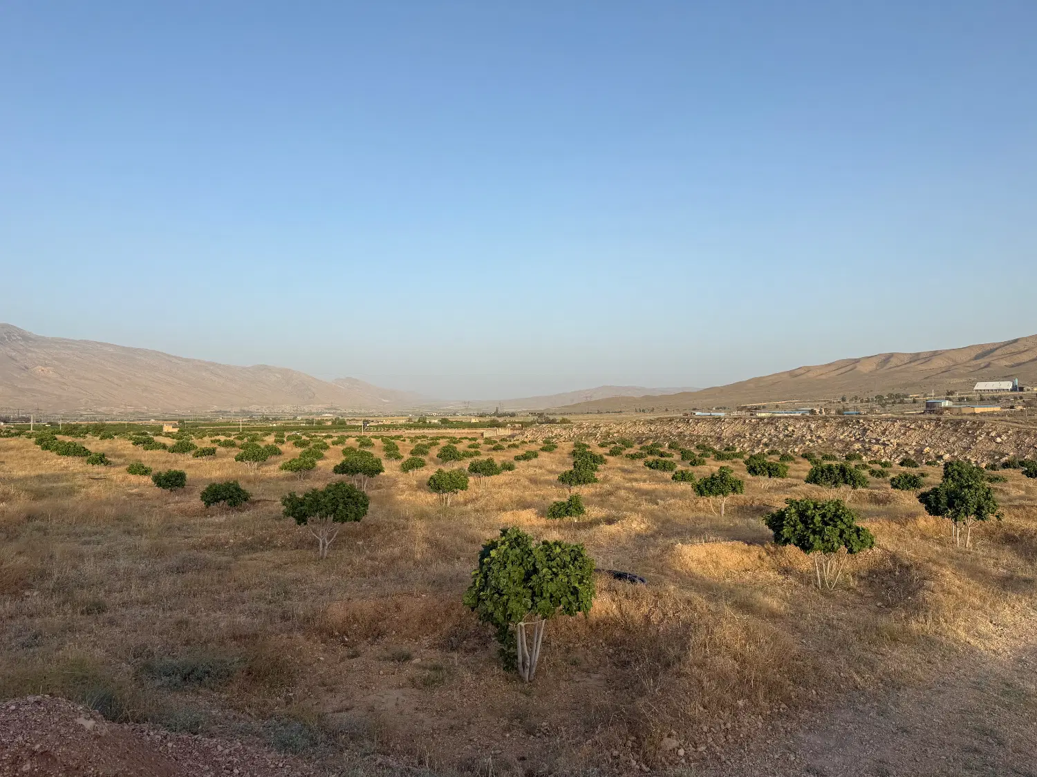 انجیر ۸ ساله