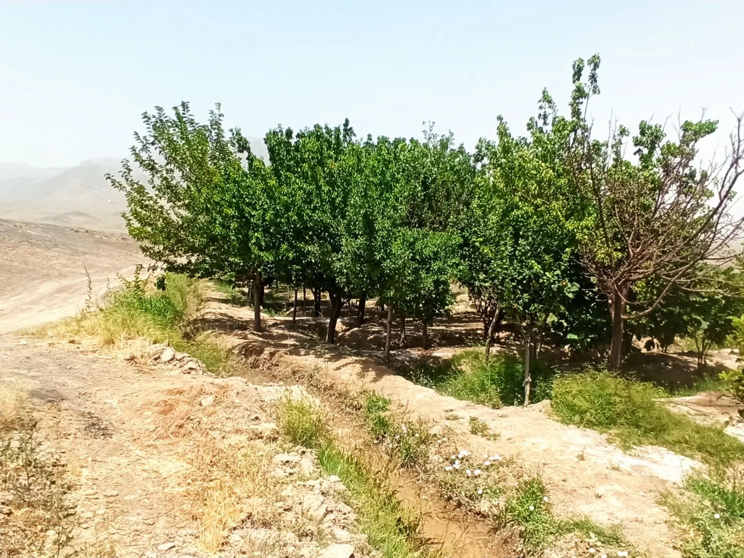 باغ در روستای زواریان