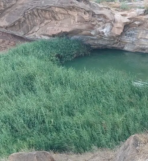 زمین کشاورزی