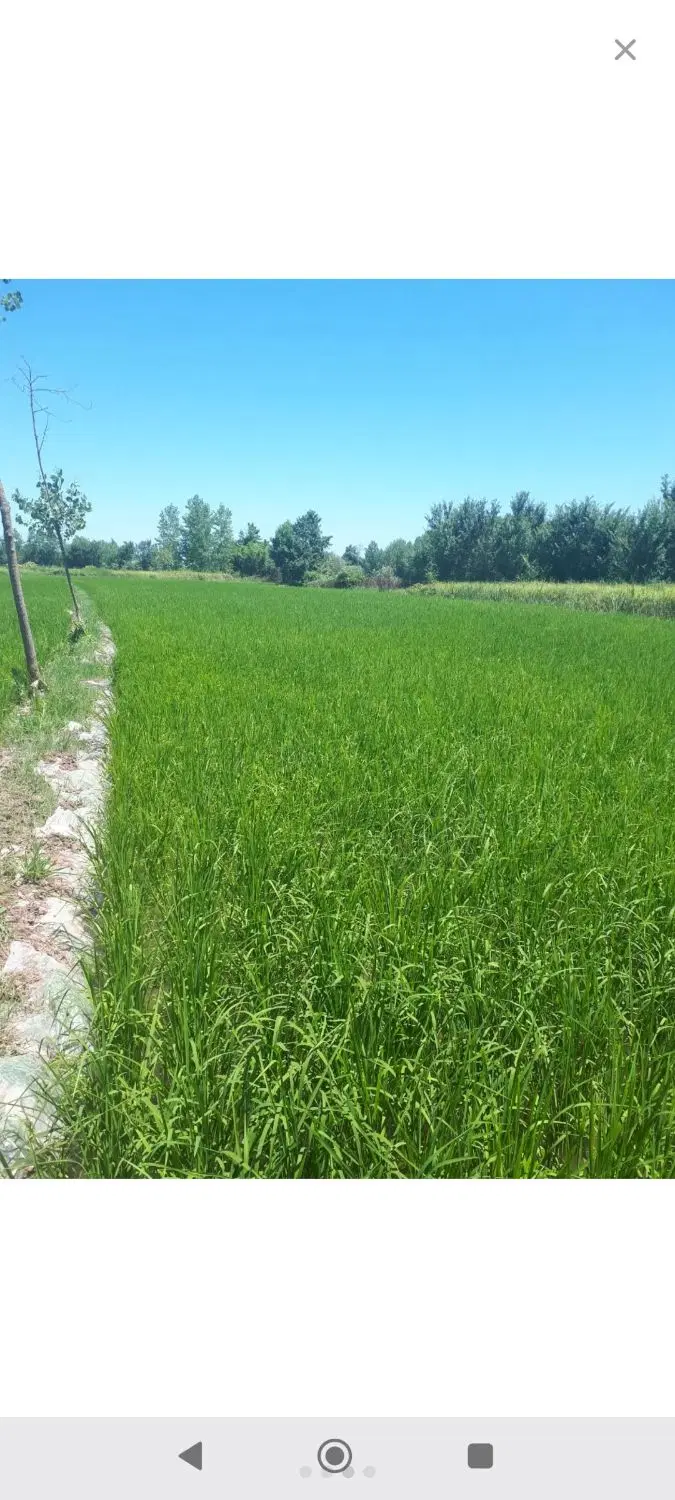 زمین کشاورزی
