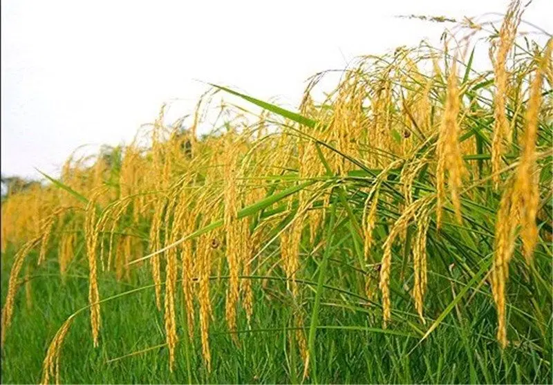 فروش زمین شالیکاری