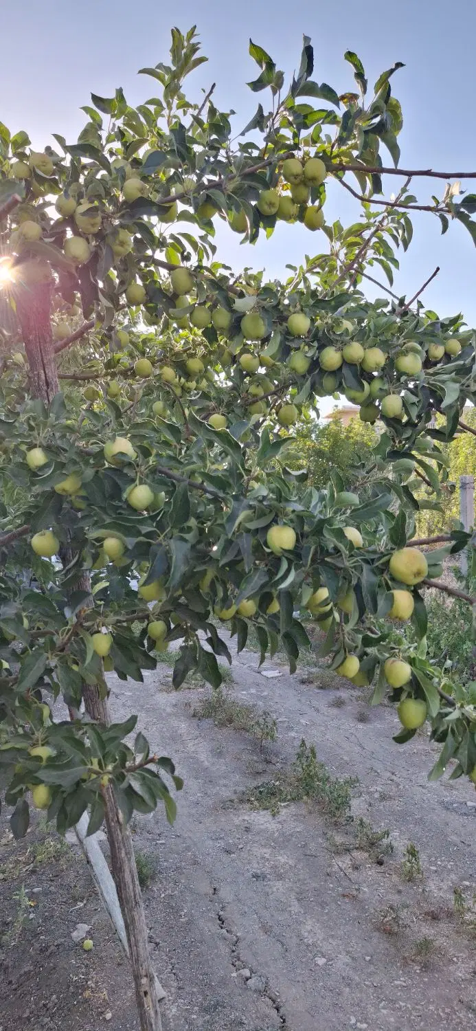 یک قطعه باغ ۱۷۵۰متری
