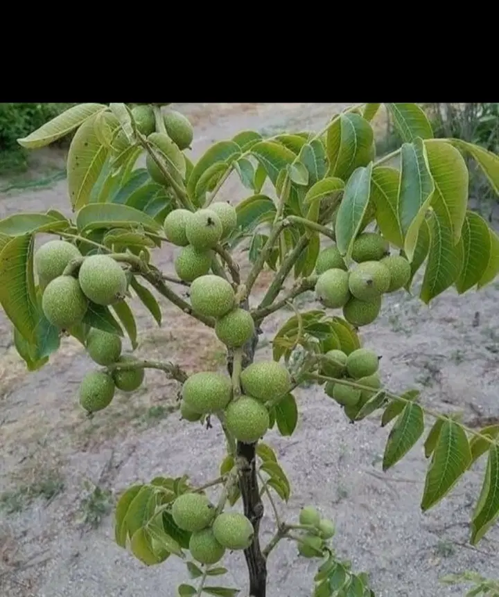 اجاره ـ گردو