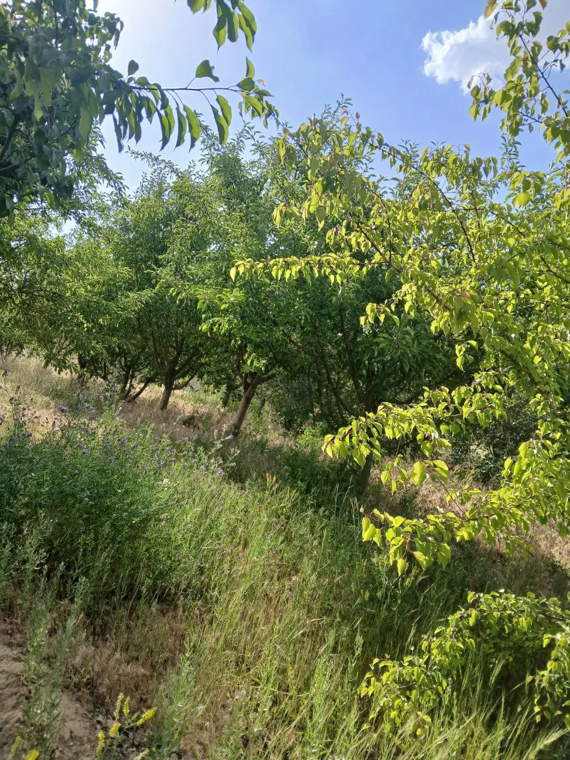 زمین فروشی