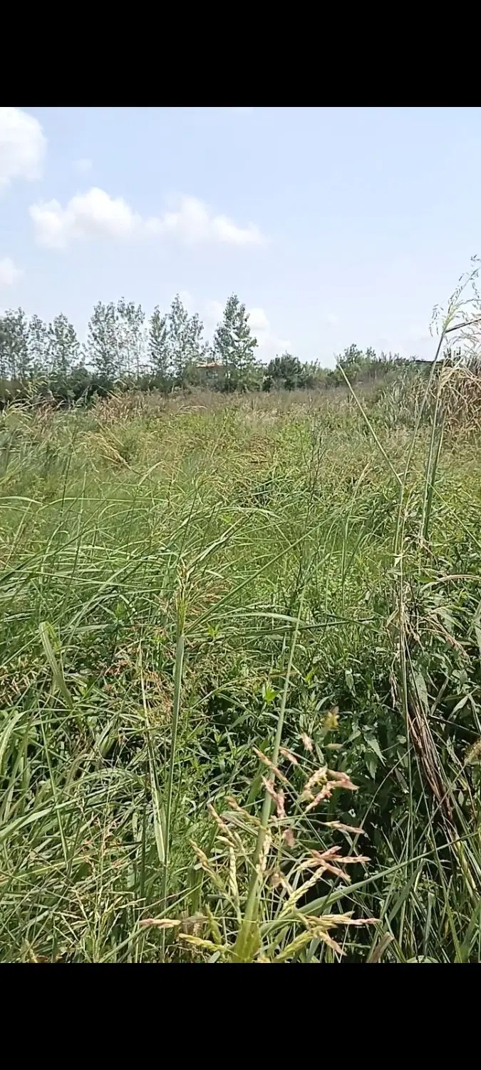 زمین فقط با ۳۰۰ پرداخت