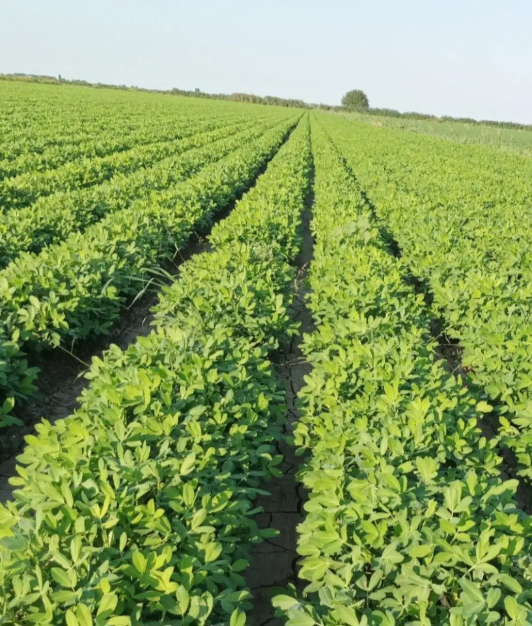 زمین زراعی ۳۰۰۰متر خوش موقعیت زنجان