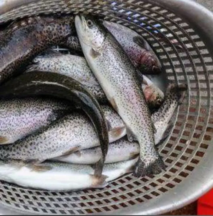 واگذاری پرورش ماهی با کلیه امکانات-کیاسر