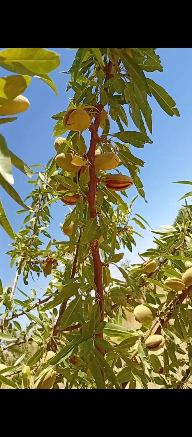 باغ