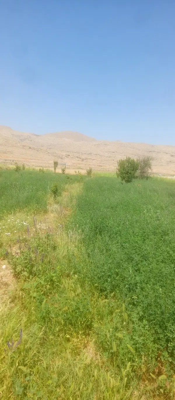 زمین باغی