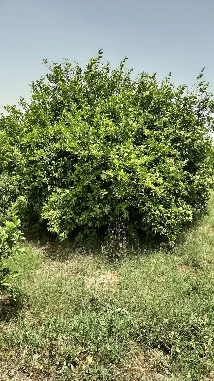 فروش باغچه درخت بزرگ برق دار رو به رو شرکت تکین