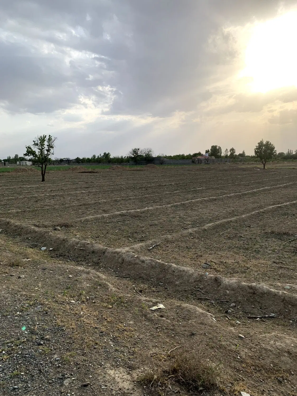 6000 هزار متر زمین باغی