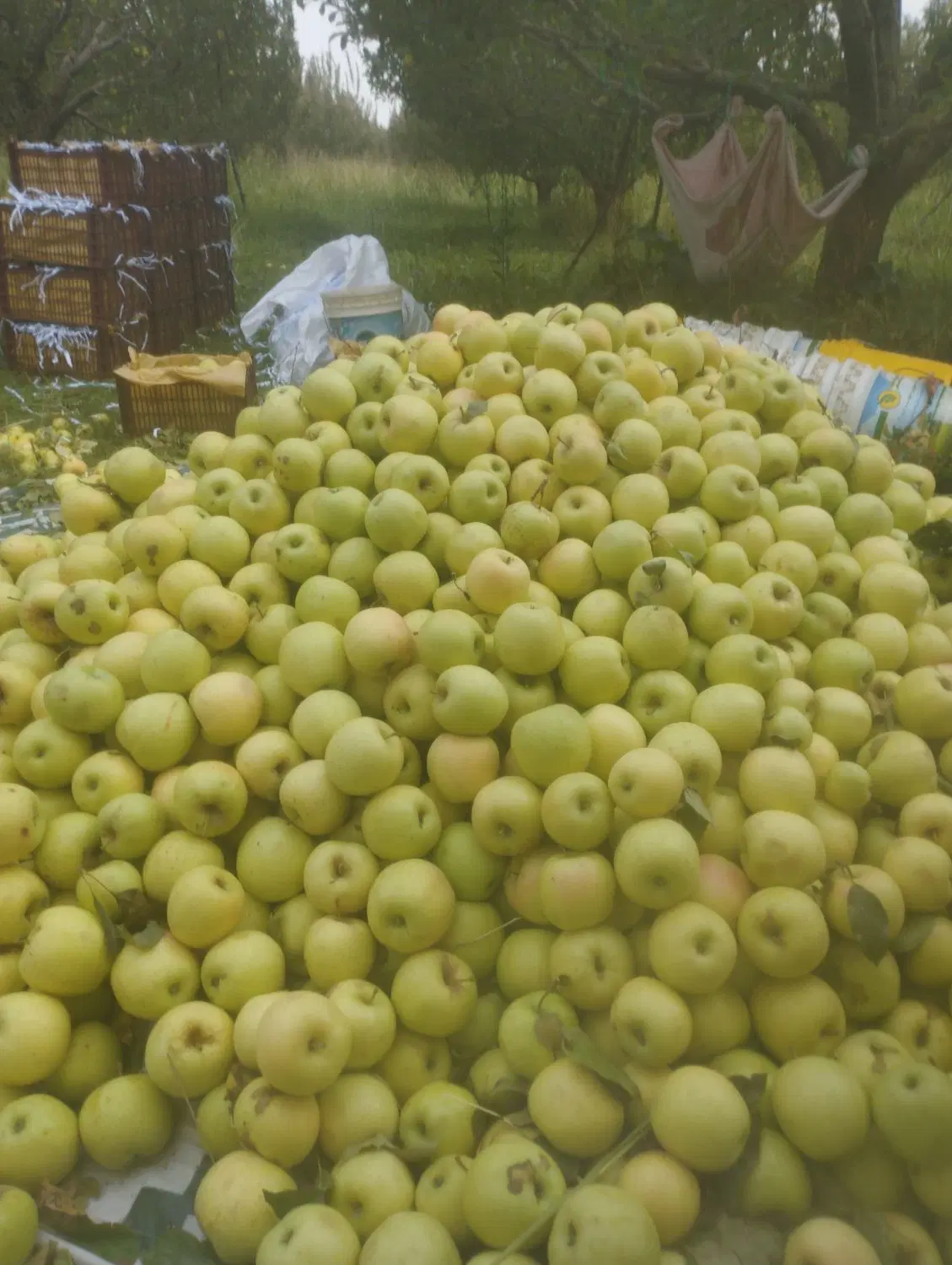 خریدو فروش باغ و باغچه