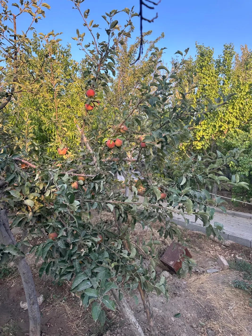 زمین باغچه شاهنامه ۵۰۰ متری شاهنامه ۶۹