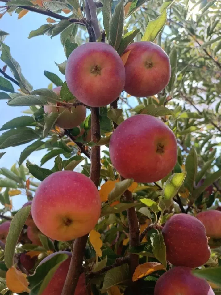 زمین باغی سپیدان