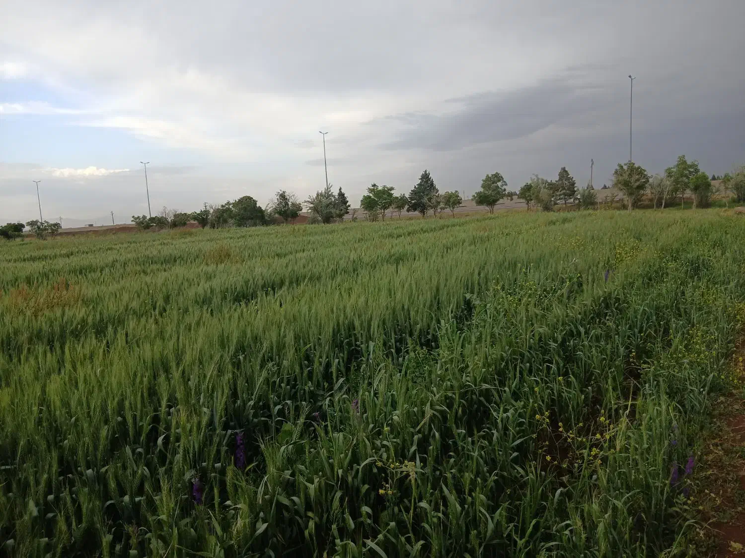زمین کشاورزی