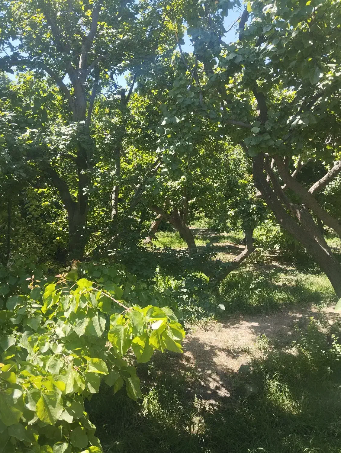 فروش باغچه ۱۳۴۰ متر فوق کاسبی سند ۶ دانگ