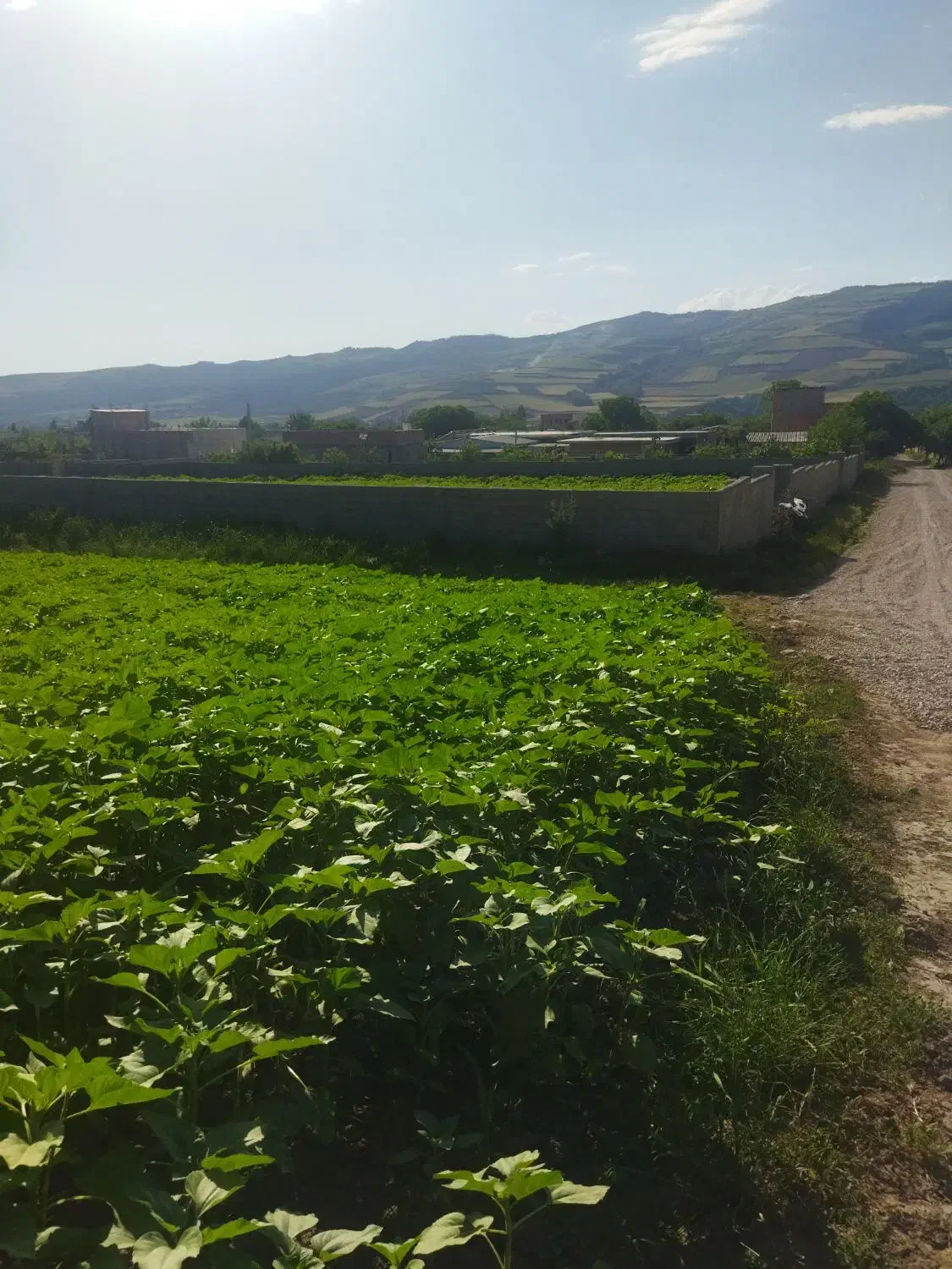 زمین ویلایی صالح آباد