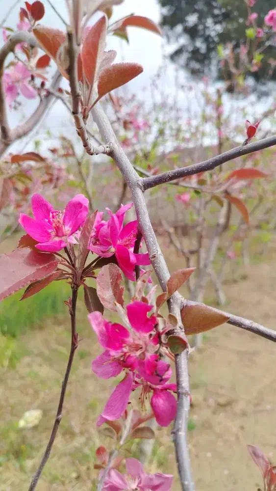 زمین شهریار قطعات ۵۰۰ تا ۱۰۰۰ متری