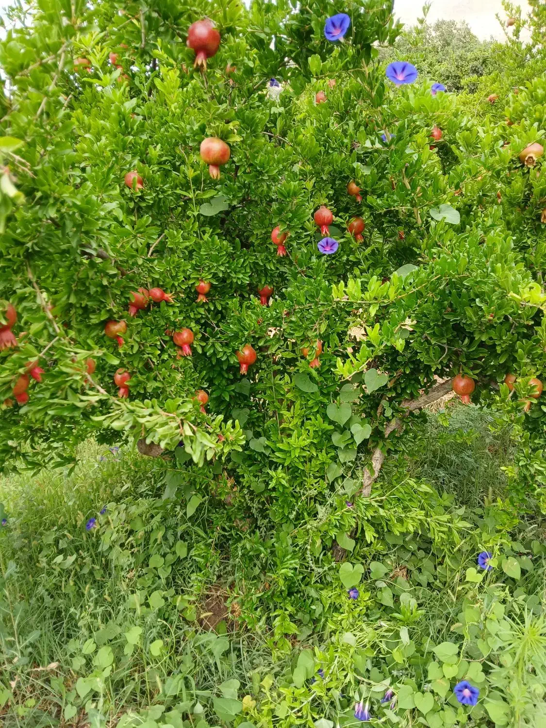 فروش باغ اناری کوهمره سرخی