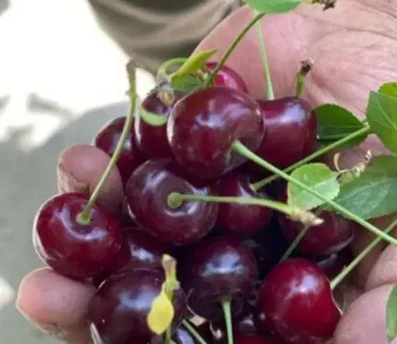 اجاره باغ گیلاس آلبالو زردآلو و ...