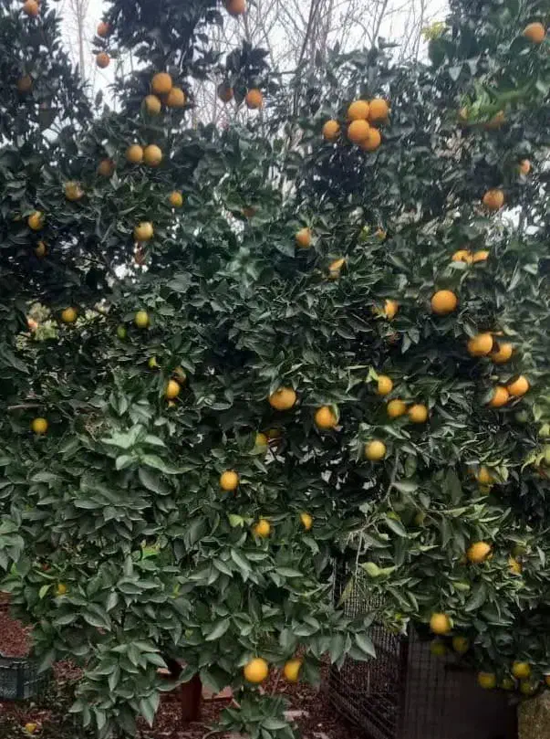 فروش زمین غرب مازندران