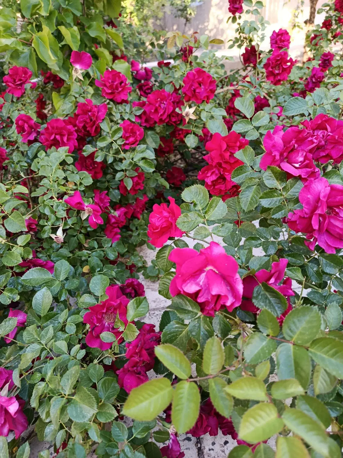 خانه اجاره ای
