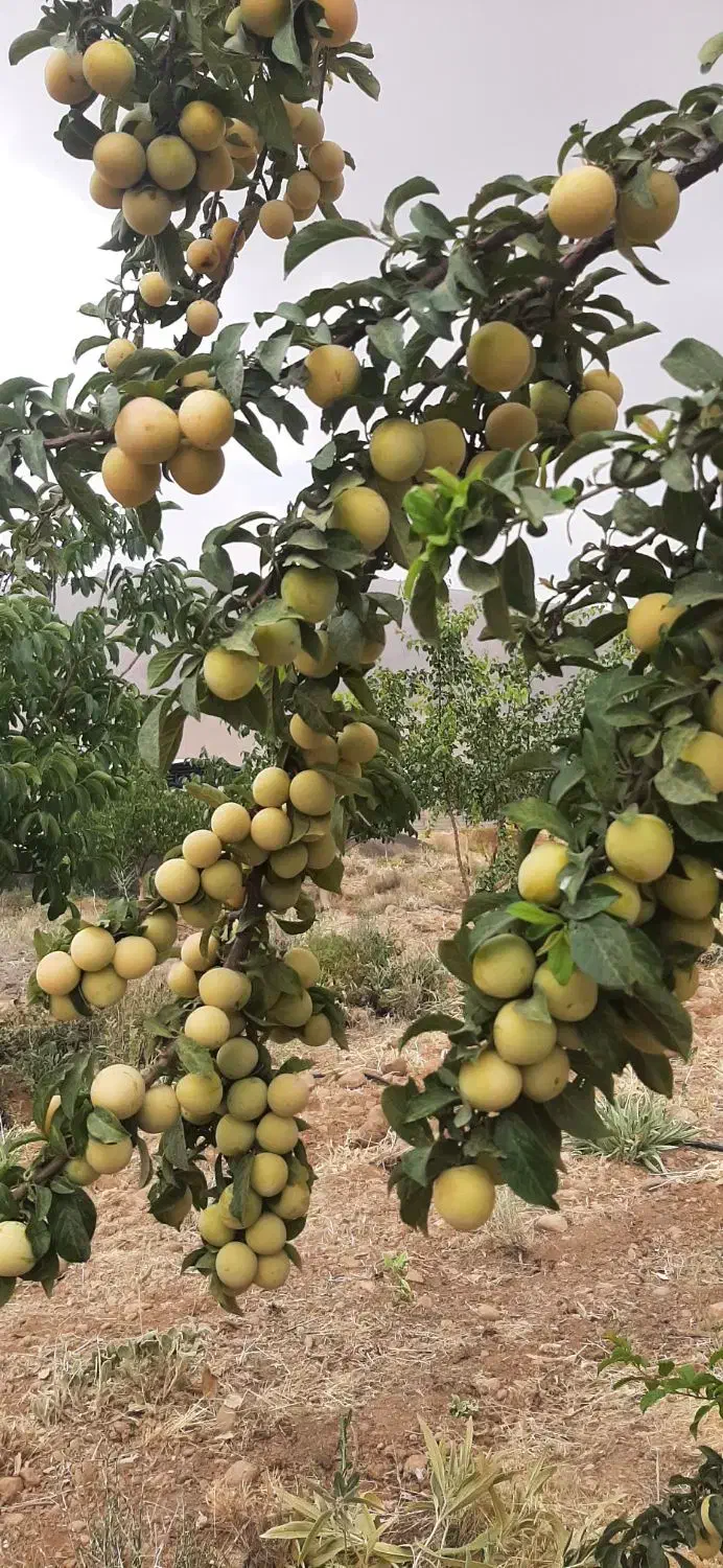 فروش باغ