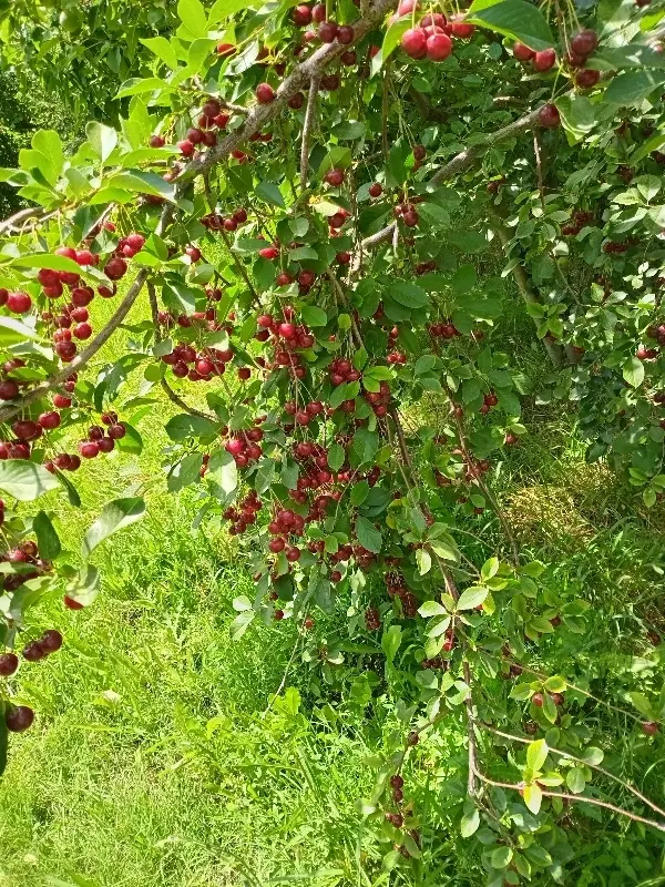 باغ ۳۰۰۰ متر در روستای آبقد