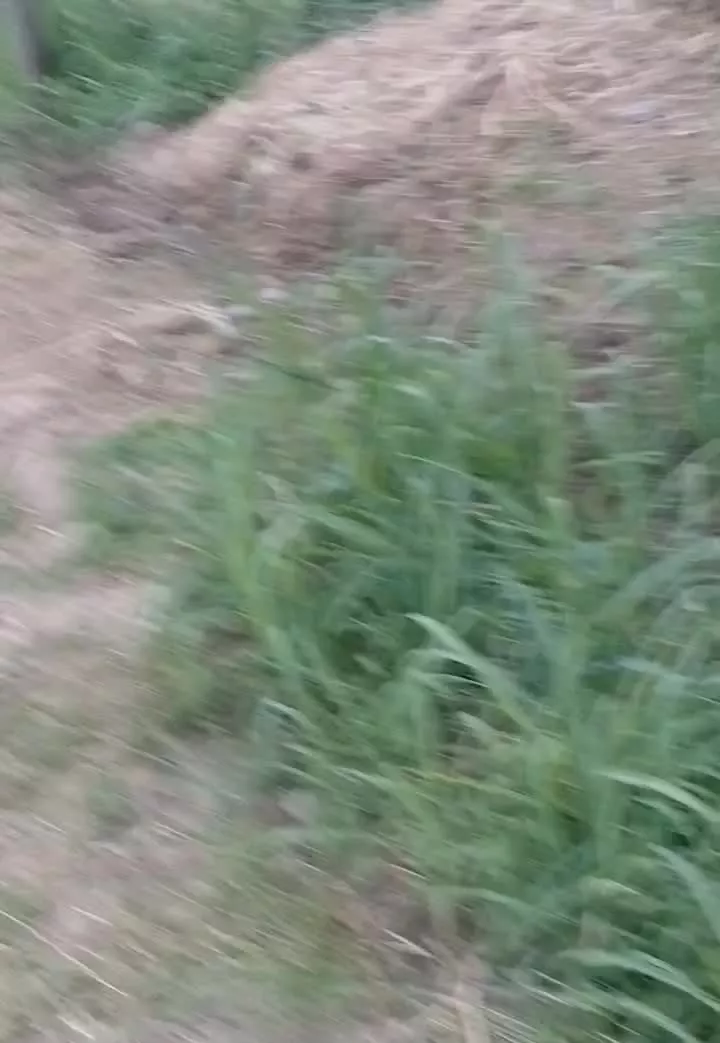 باغ بر جاده کوهسار