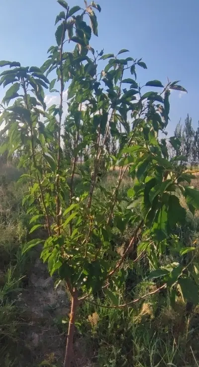 زمین مسکونی (باغ )در روستای توریستی شالقون