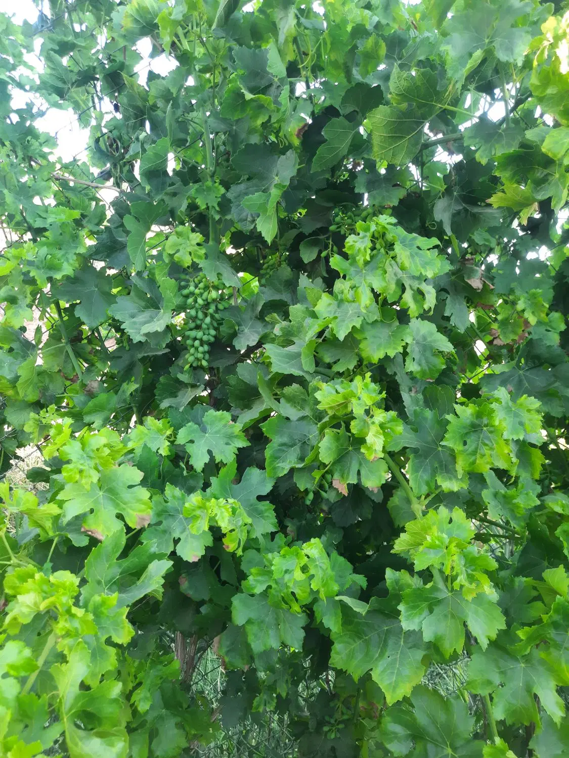 فروش باغچه