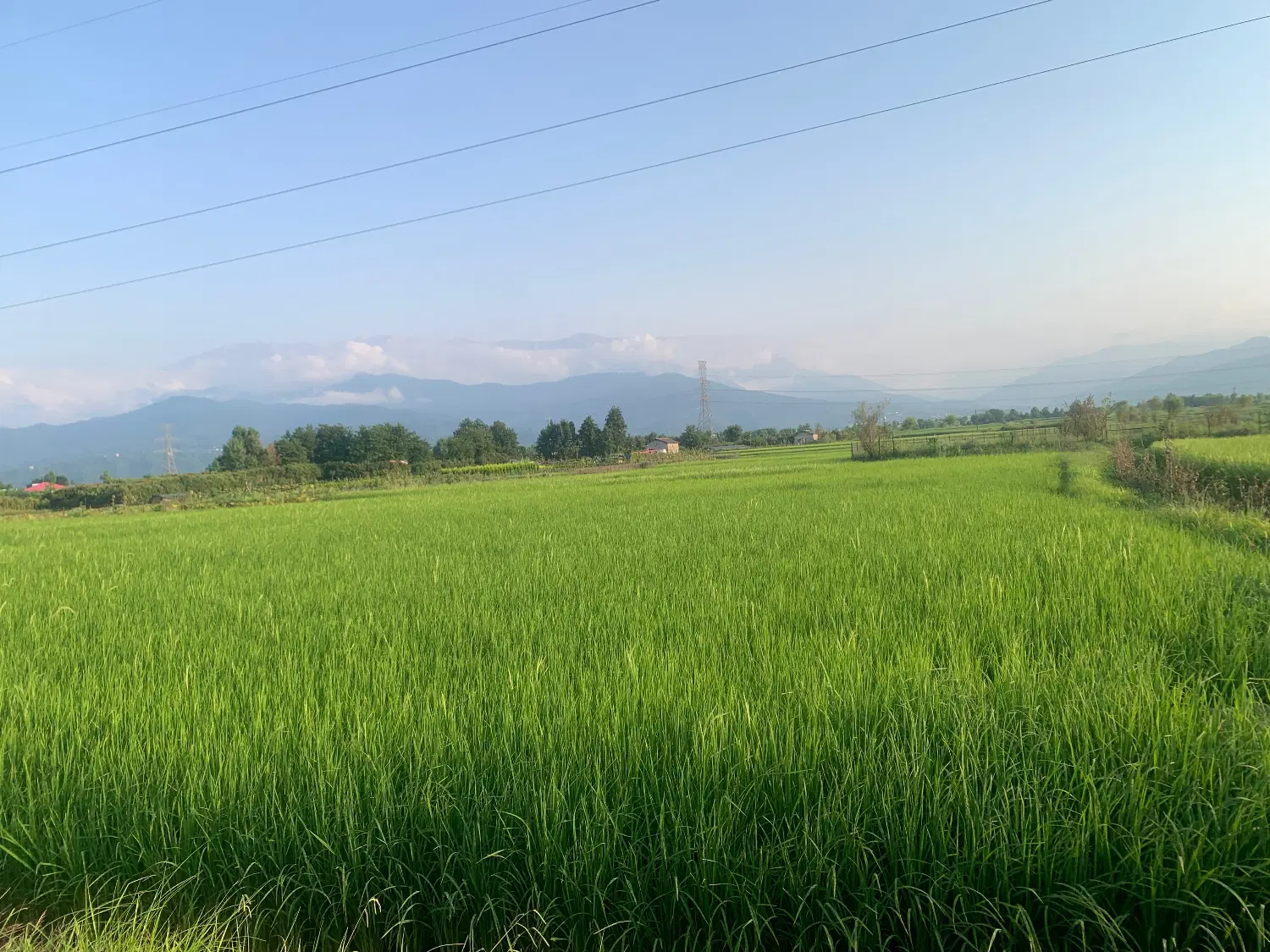 زمین کشاورزی