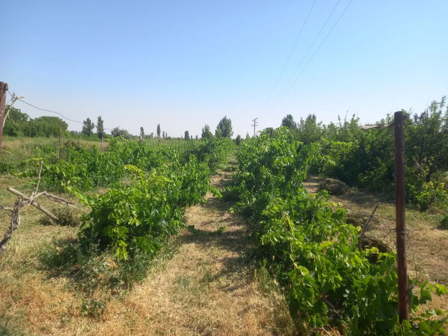 باغ انگورسفید،اجاره ای