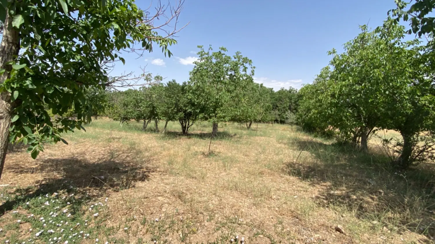 ۵۰۰ متر باغ  کوی پزشکان