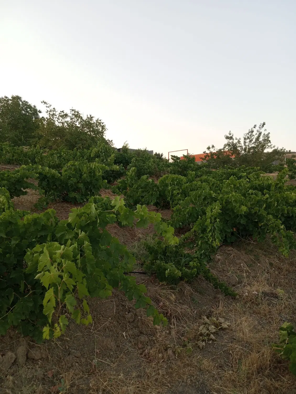 خانه باغ 2_19 3