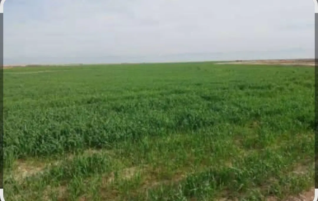 زمین با سند تک برگ