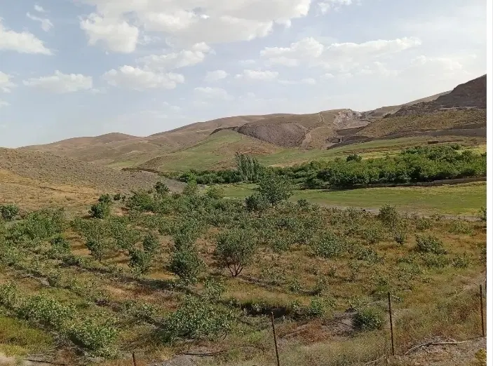 باغ یک هکتاری