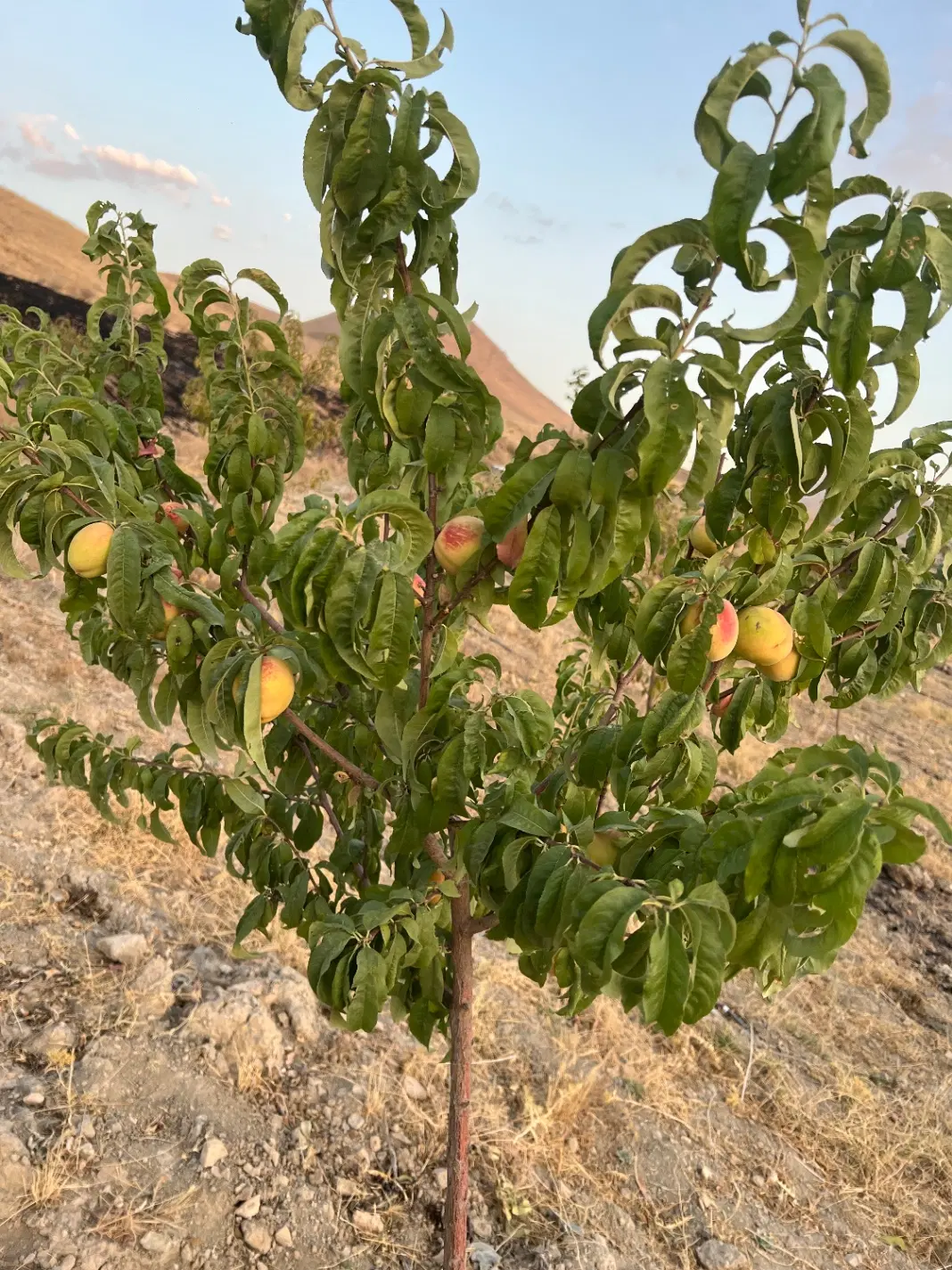 باغ ۵ساله