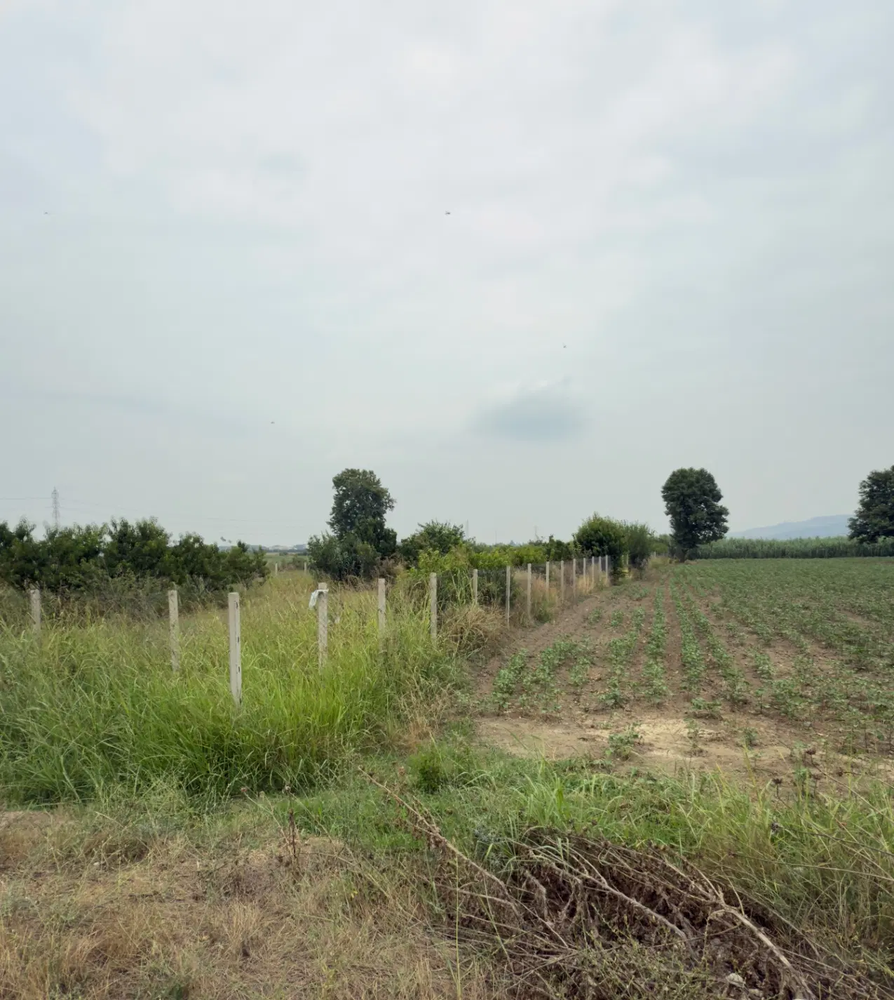 باغ خط اصلی روستای کلو