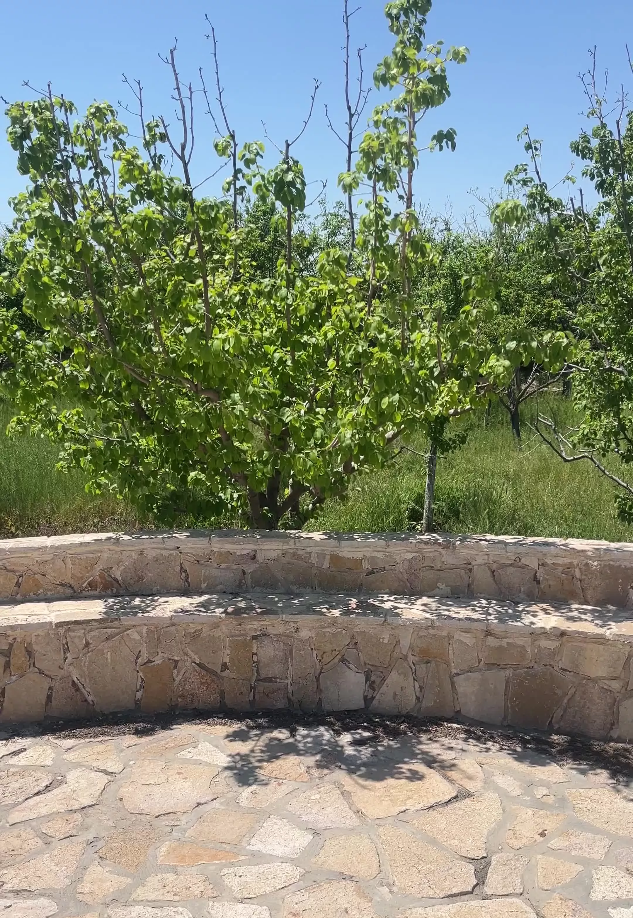 باغ درختی و اماده ساخت امینیه ۱۱ با امکانات
