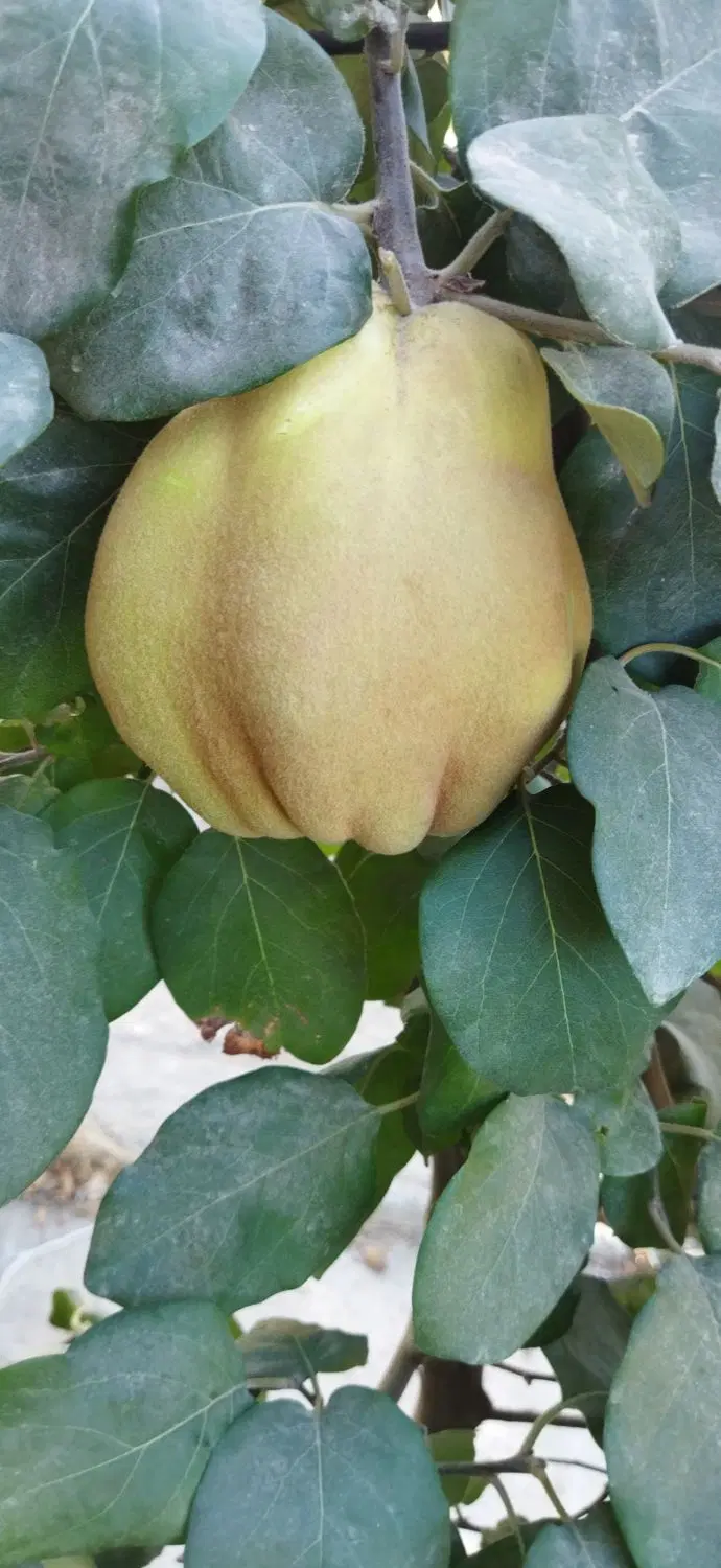 زمین کشاورزی