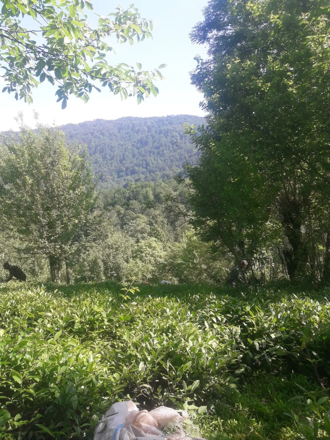 خریدوفروش زمین ویلا