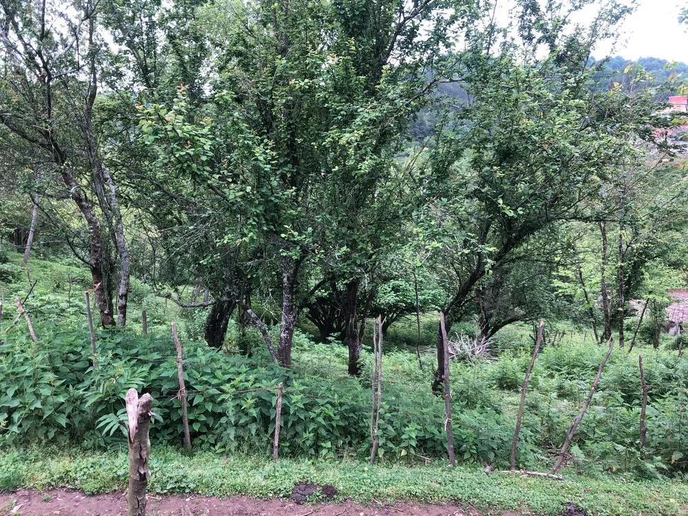 زمین ویلایی