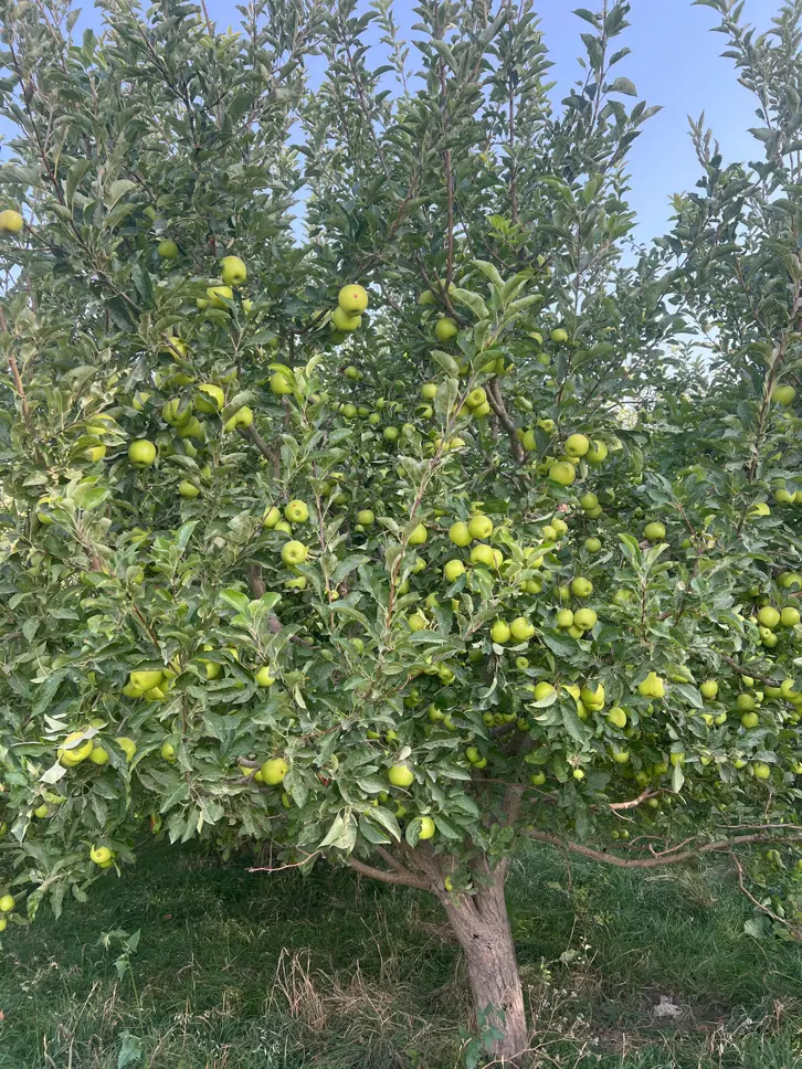 اجاره باغ سیب