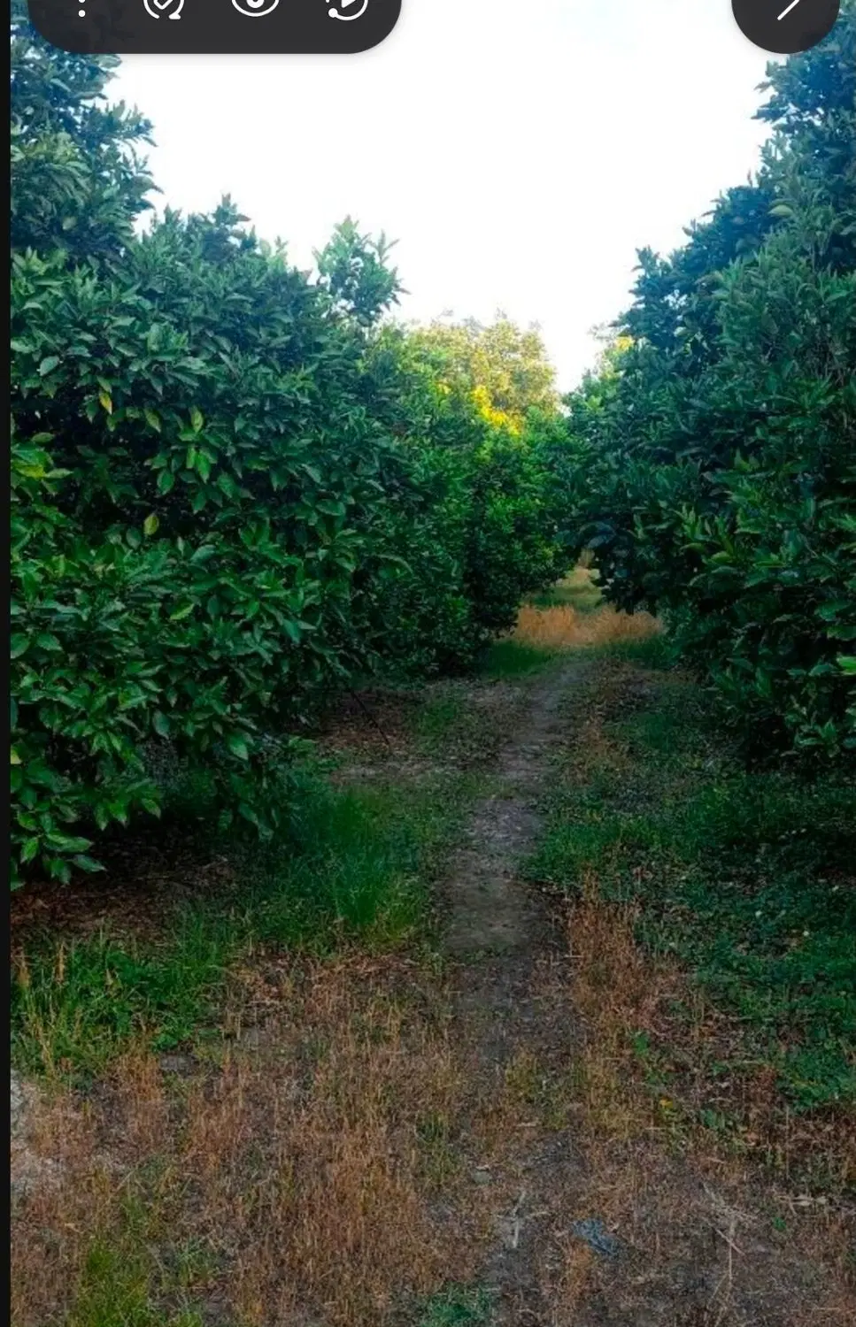 زمین باغی به مساحت ۱۳۰۰مترمربع