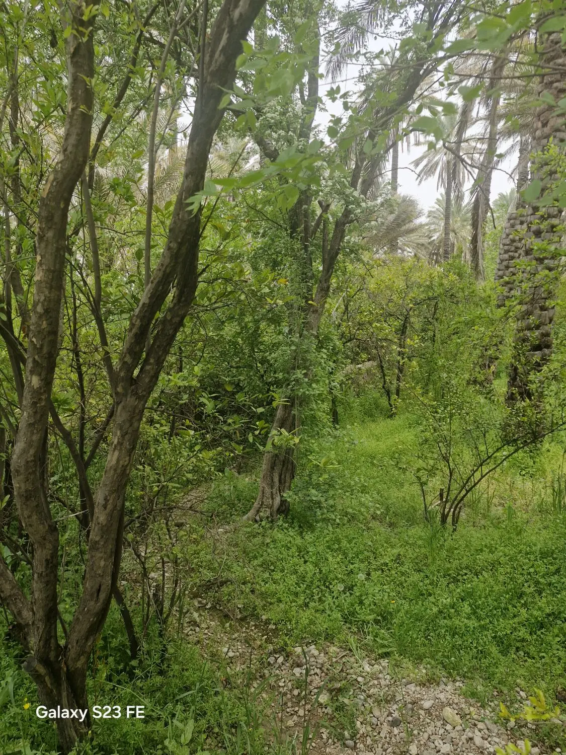 باغشهری