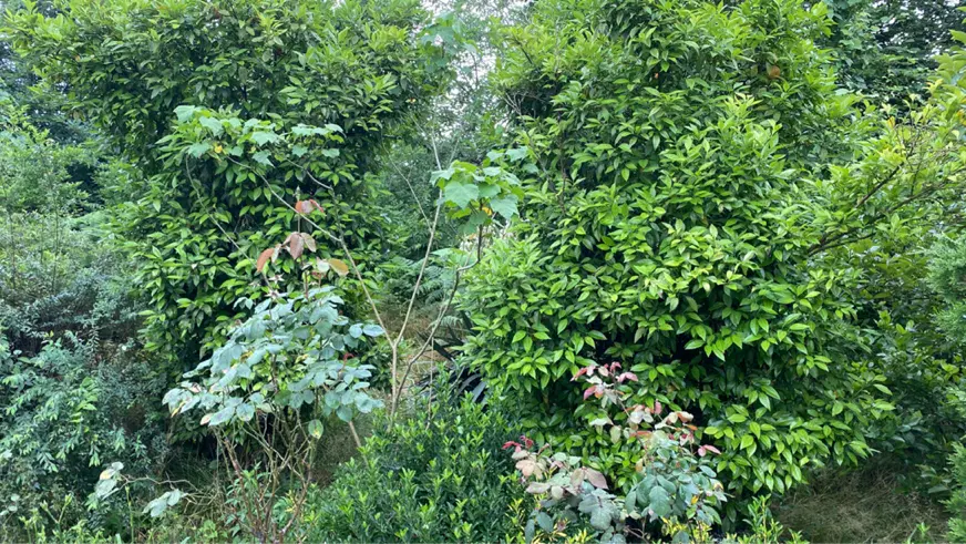 ویلا باغ مسکونی