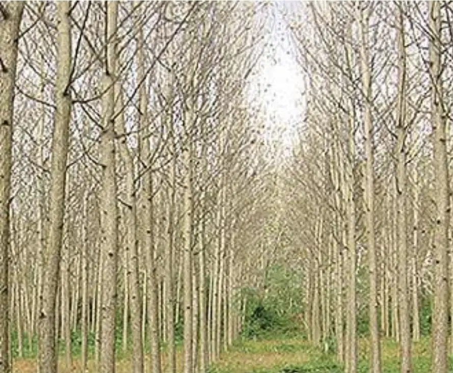 زمین باغی با درخت